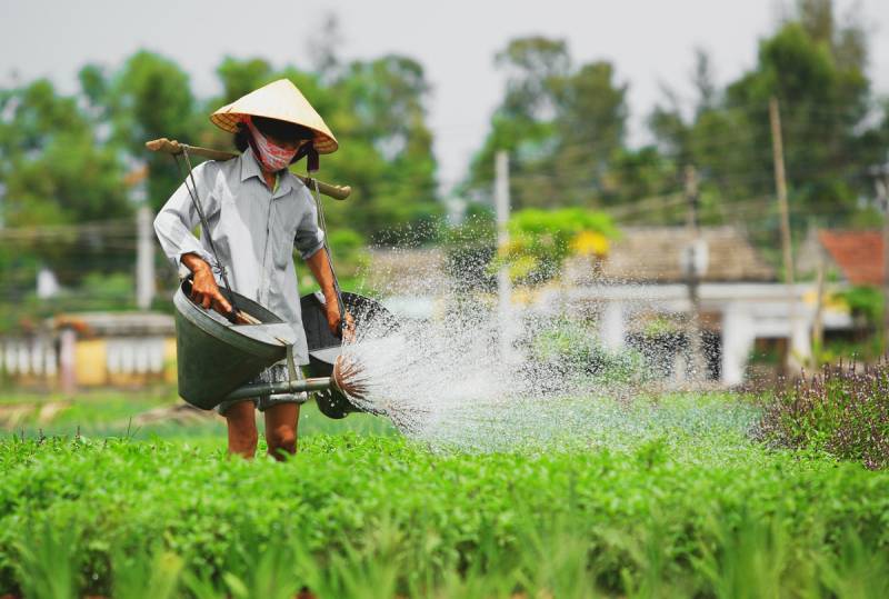 Giới thiệu về làng rau trà quế