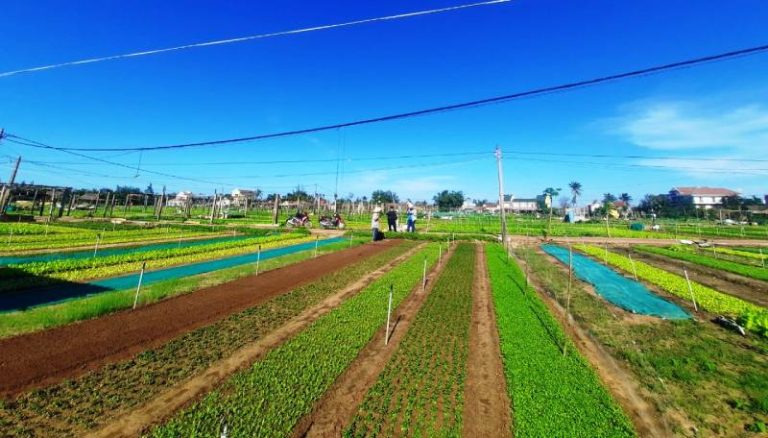 Làng Rau Trà Quế: Điểm Đến Du Lịch Sinh Thái Tại Hội An